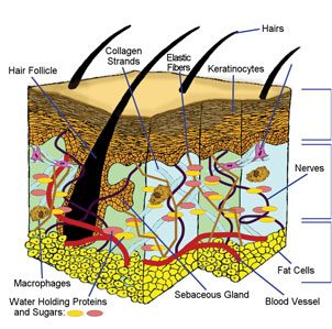 Healthy Hair Follicles